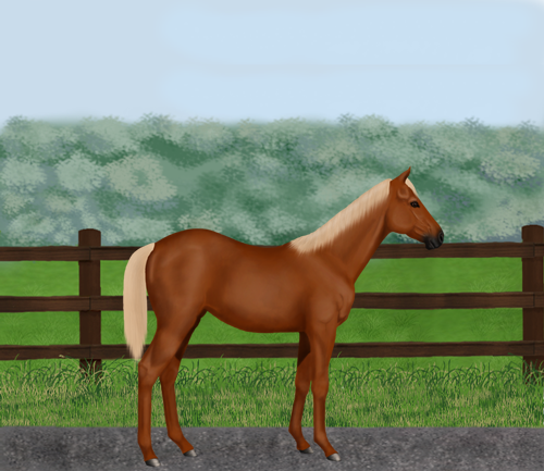 horse image