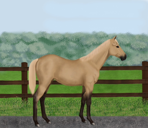 horse image