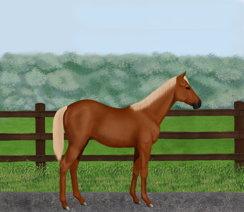 horse image