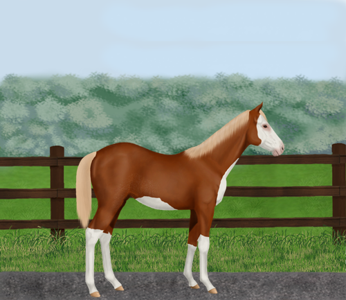 horse image