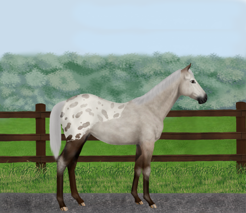 horse image