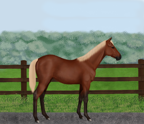 horse image