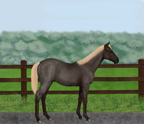 horse image