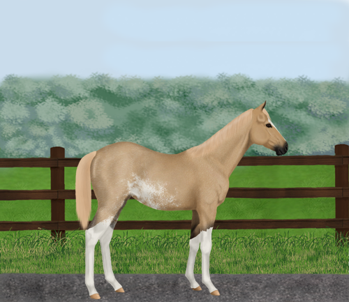 horse image