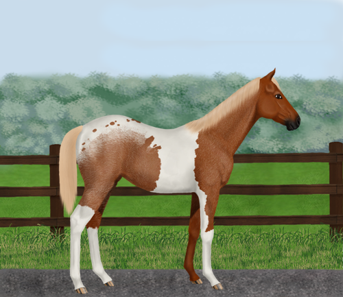 horse image