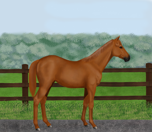 horse image