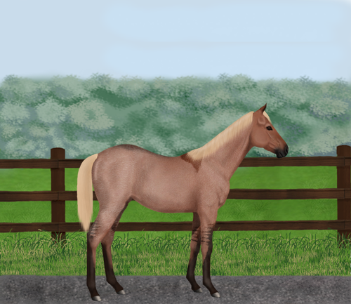 horse image