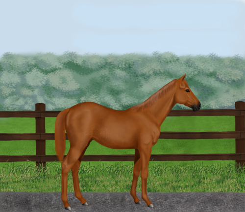 horse image