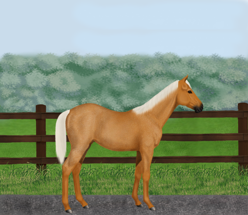 horse image