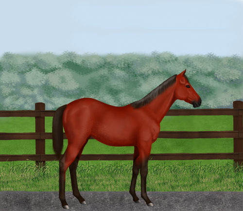 horse image