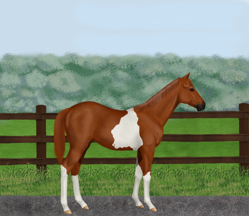 horse image