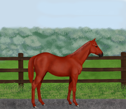 horse image