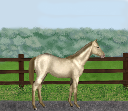 horse image