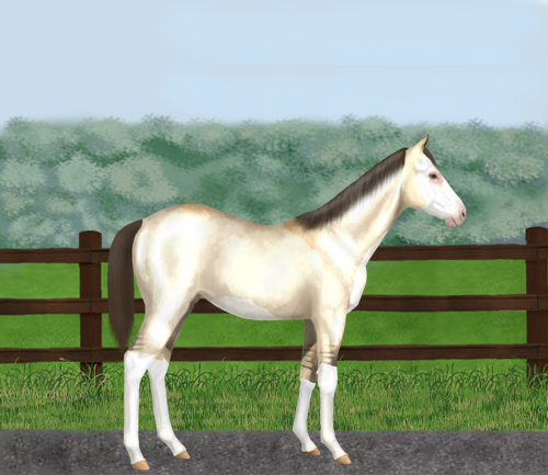 horse image