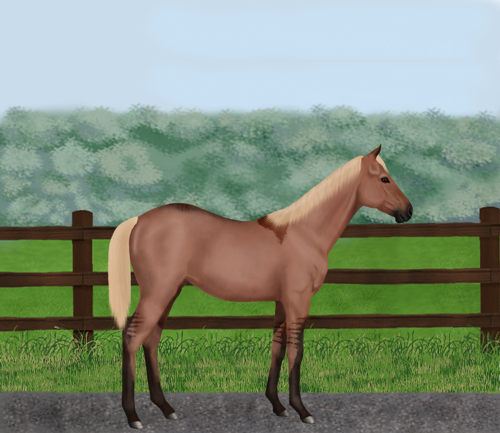 horse image