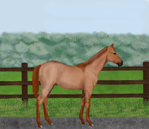 horse image