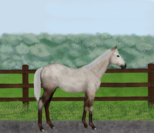 horse image