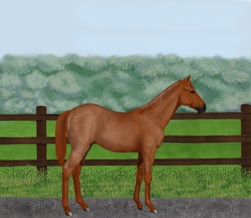 horse image