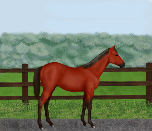 horse image