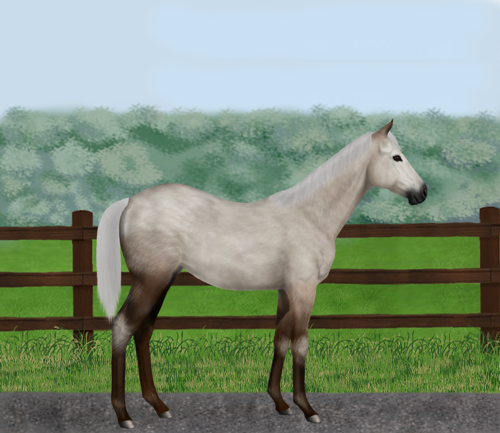 horse image