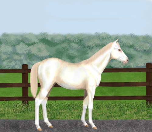 horse image