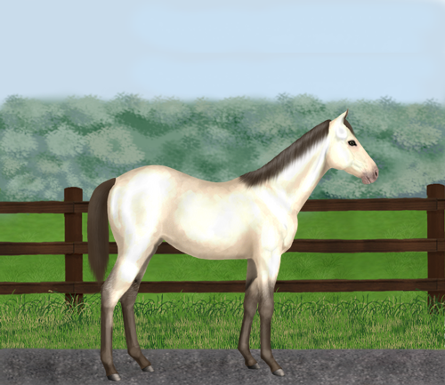 horse image