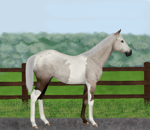 horse image