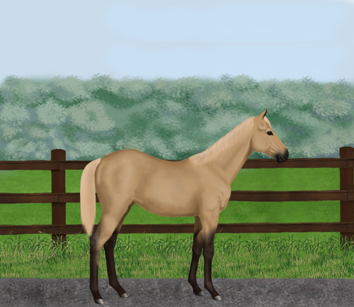 horse image