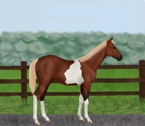 horse image