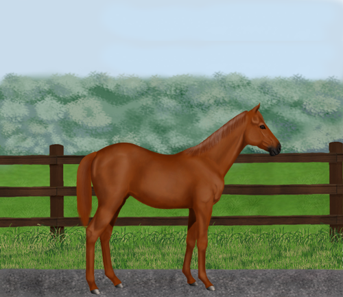 horse image