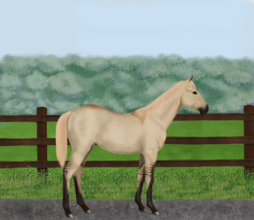 horse image