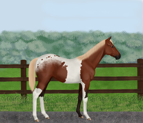 horse image