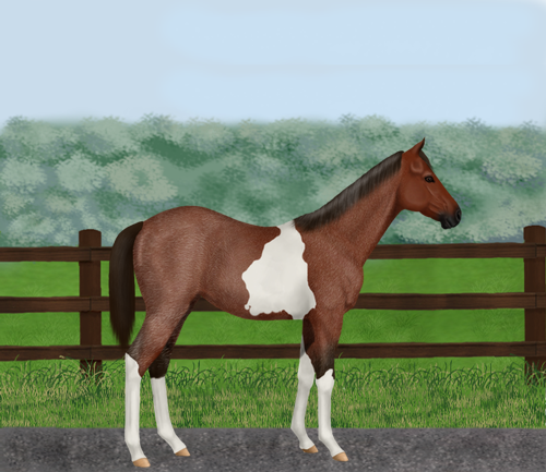 horse image