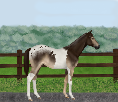 horse image