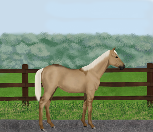 horse image