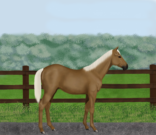 horse image