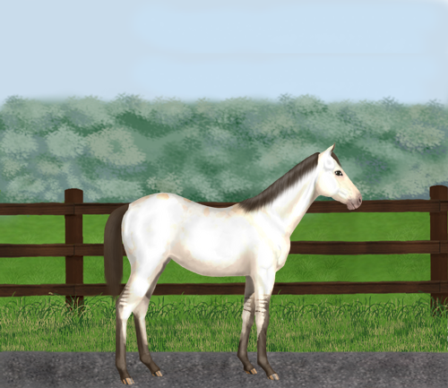 horse image