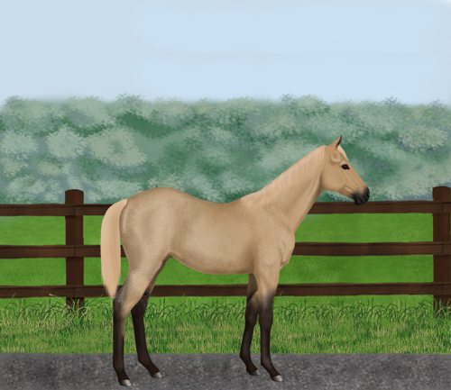 horse image