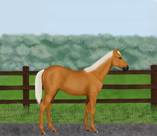 horse image