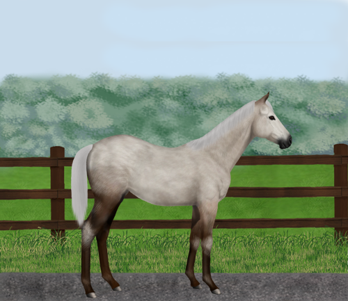 horse image