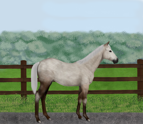 horse image