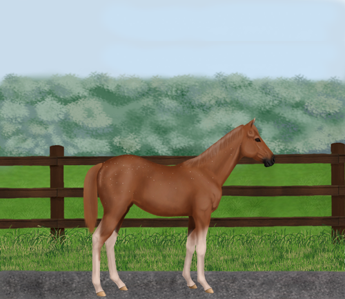 horse image