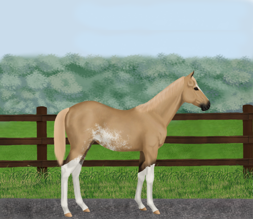 horse image