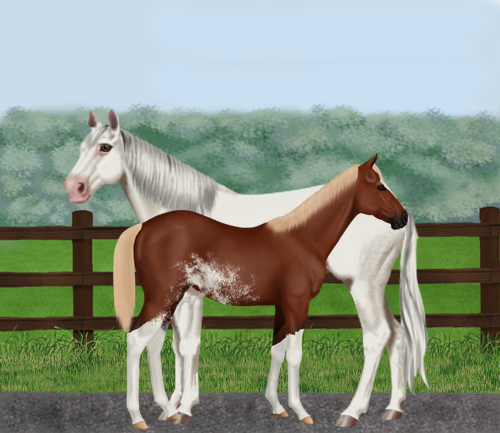 horse image