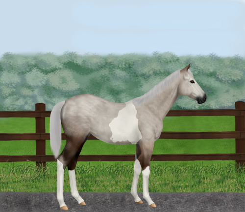 horse image