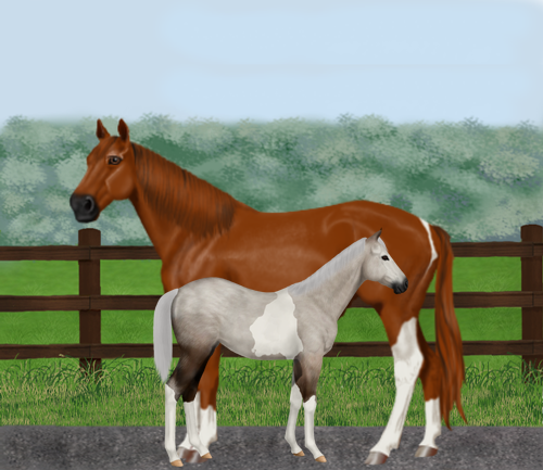 horse image