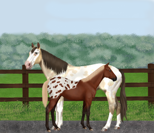 horse image