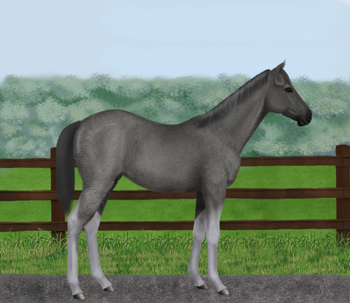 horse image