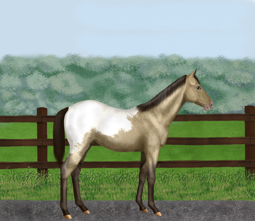 horse image