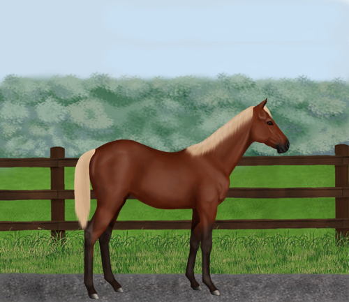 horse image